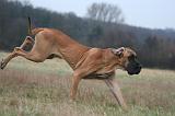 DOGUE ALLEMAND 683